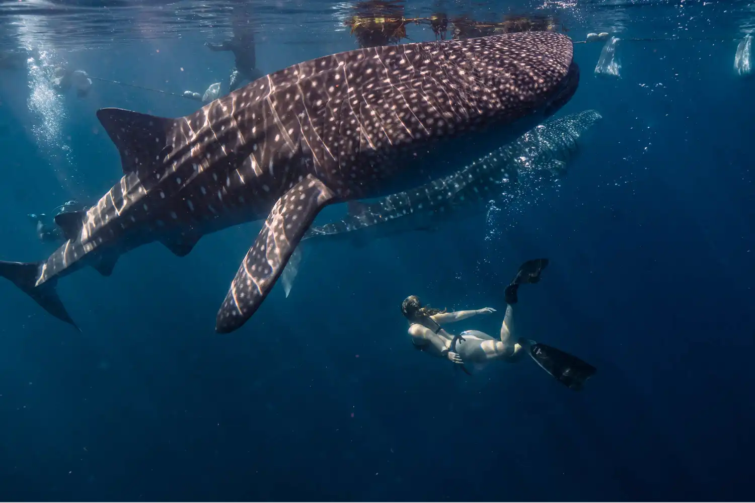 Habitación de lujo con vista a la laguna