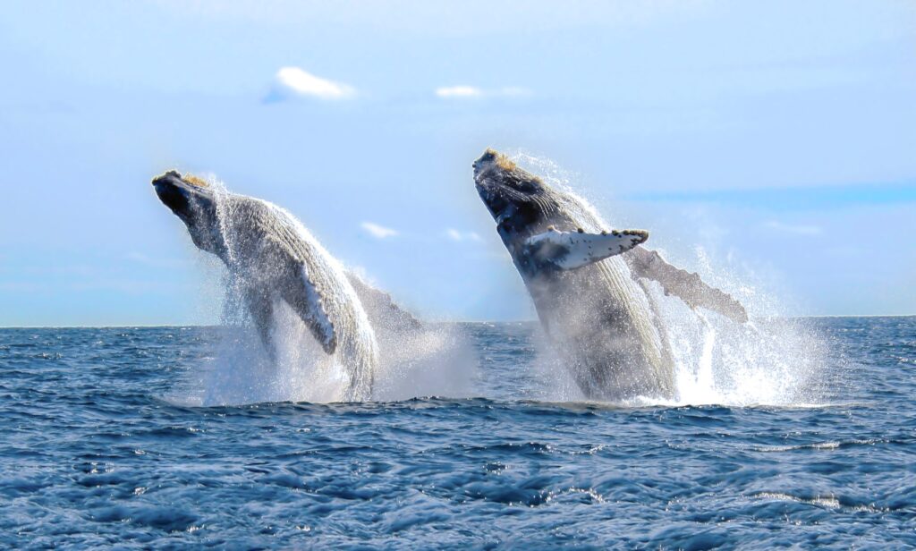 Ballenas en el mar de Los Cabos