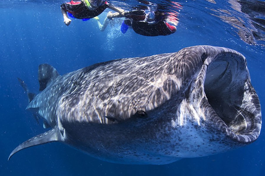 nado con tiburon ballena cancun hoteles solaris