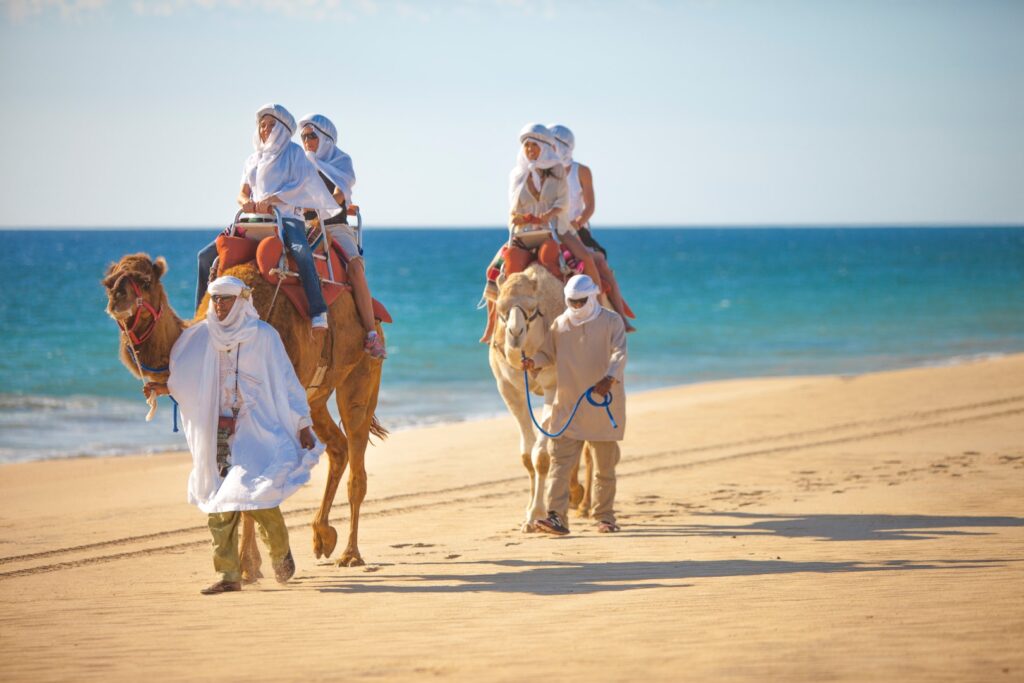Camellos en Arena, safari, playa, mar